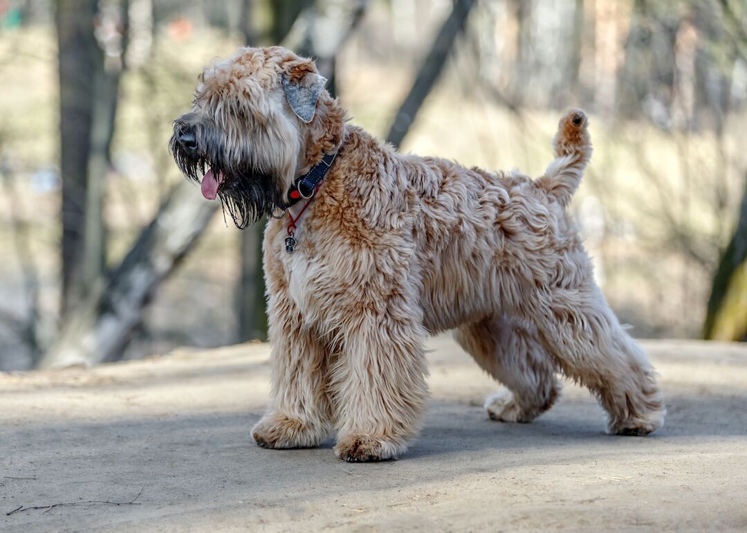 #13. Soft-coated Wheaten terriers